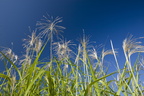 Miscanthus1 017.jpg